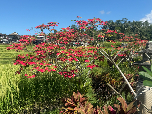 Poinsettia