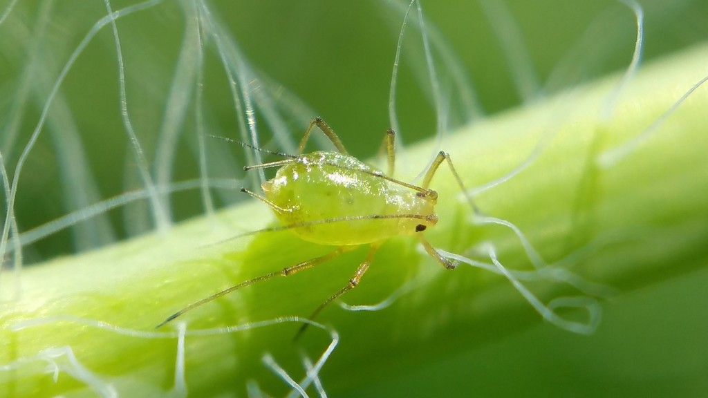 foxglove aphid
