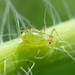 Foxglove Aphid - Photo (c) Mihajlo Tomić, some rights reserved (CC BY), uploaded by Mihajlo Tomić