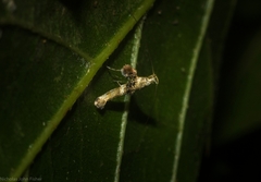 Cyphosticha panconita