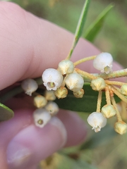 Lyonia fruticosa, photograph (c) jamie bee, some rights reserved (CC BY)