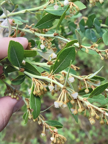 Lyonia fruticosa, photograph 5