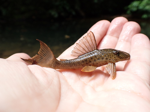 Teta (Hypostomus robinii) — Loricariidae — 2
