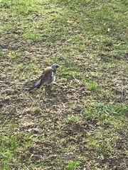 Turdus pilaris