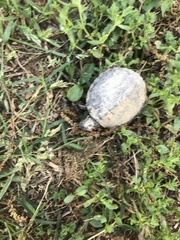 Sternotherus odoratus