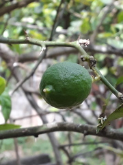 Citrus × latifolia