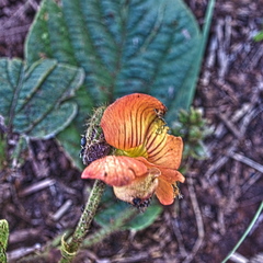 Eriosema distinctum