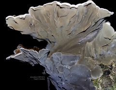 Auricularia mesenterica