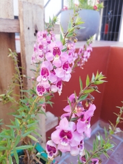 Angelonia