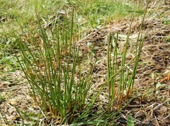 Juncus balticus