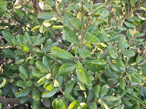 Cinnamomum daphnoides iNat (3)