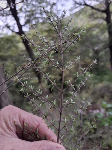Coprosma microcarpa, photograph 4