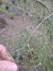 Coprosma microcarpa, photograph author not stated, no rights reserved