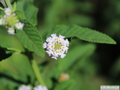 Lippia junelliana