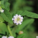 Lippia junelliana - Photo (c) san_tiago, some rights reserved (CC BY-NC), uploaded by san_tiago