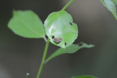 Hemerophila