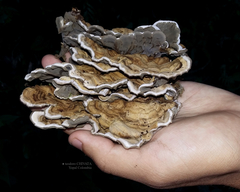 Auricularia mesenterica