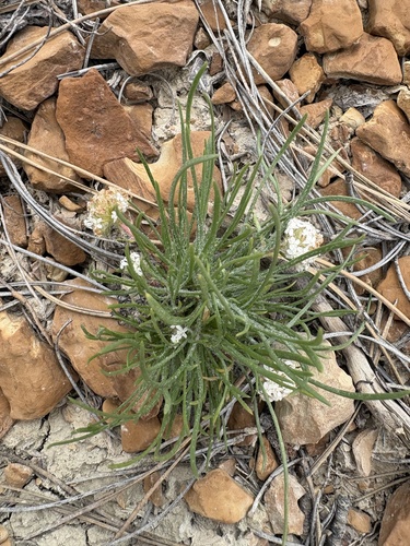 ballhead ipomopsis