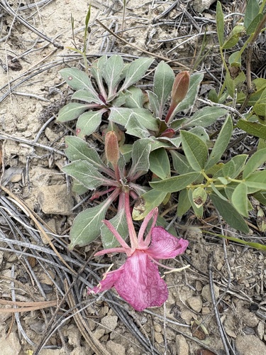 fragrant evening primrose