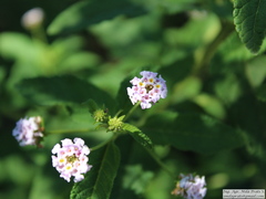 Lippia junelliana