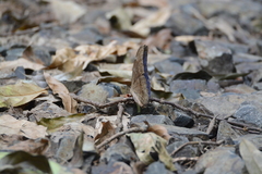 Morpho menelaus amathonte
