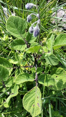 Solanum caripense, photograph 2