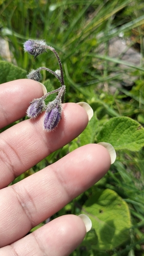 Solanum caripense, photograph 3