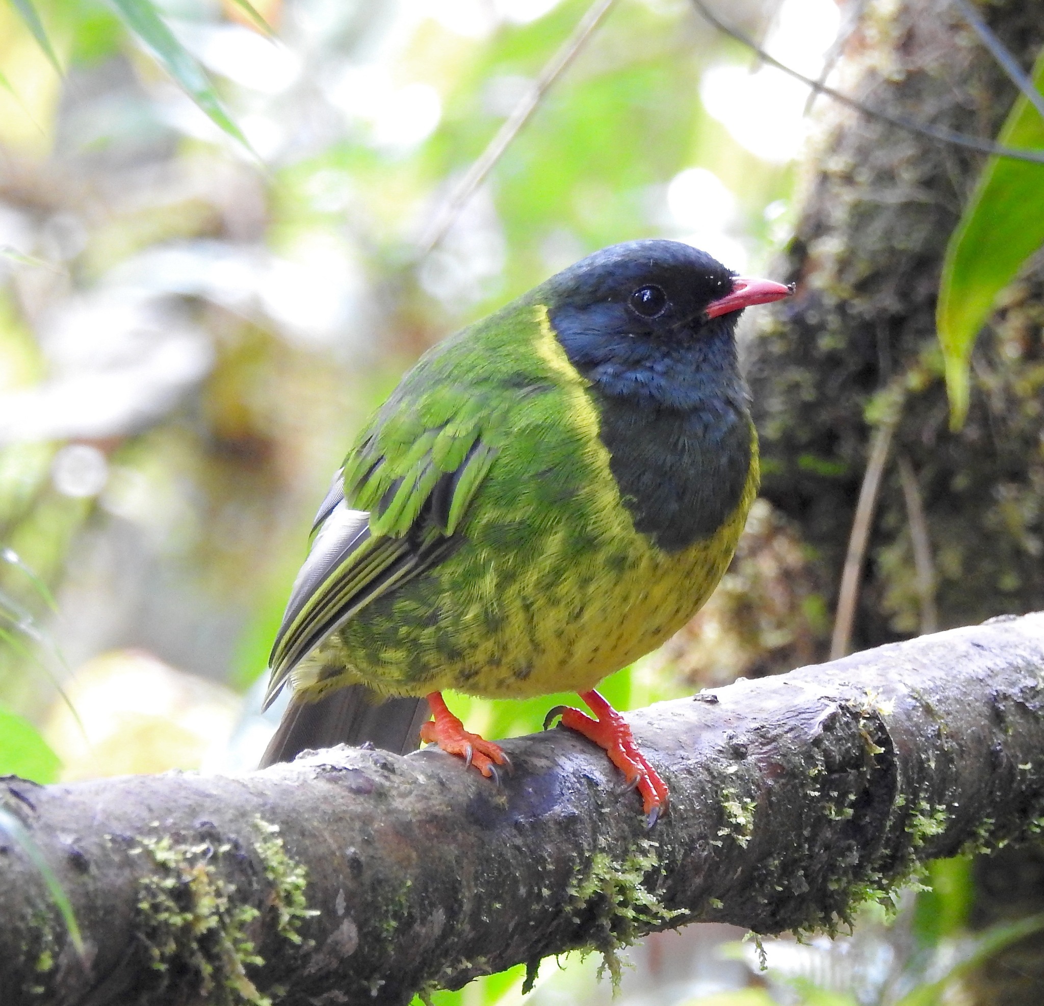 Green-and-black Fruiteater illustration