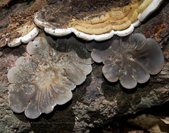 Auricularia brasiliana