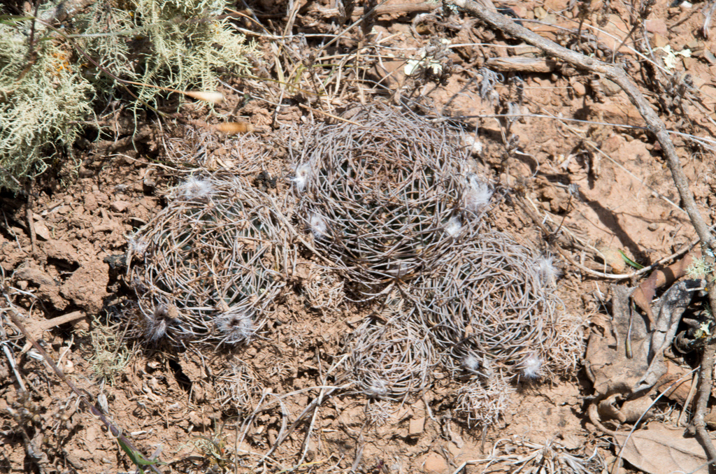 Lobivia schieliana