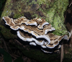 Auricularia brasiliana