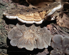 Auricularia brasiliana