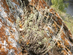 Artemisia frigida