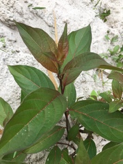 Cinchonoideae