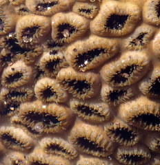 Palythoa tuberculosa