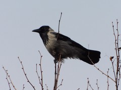Corvus cornix