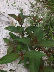 Cinchonoideae