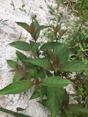 Cinchonoideae