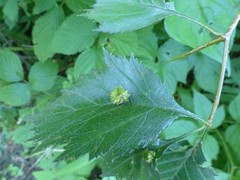 Dasineura crataegibedeguar