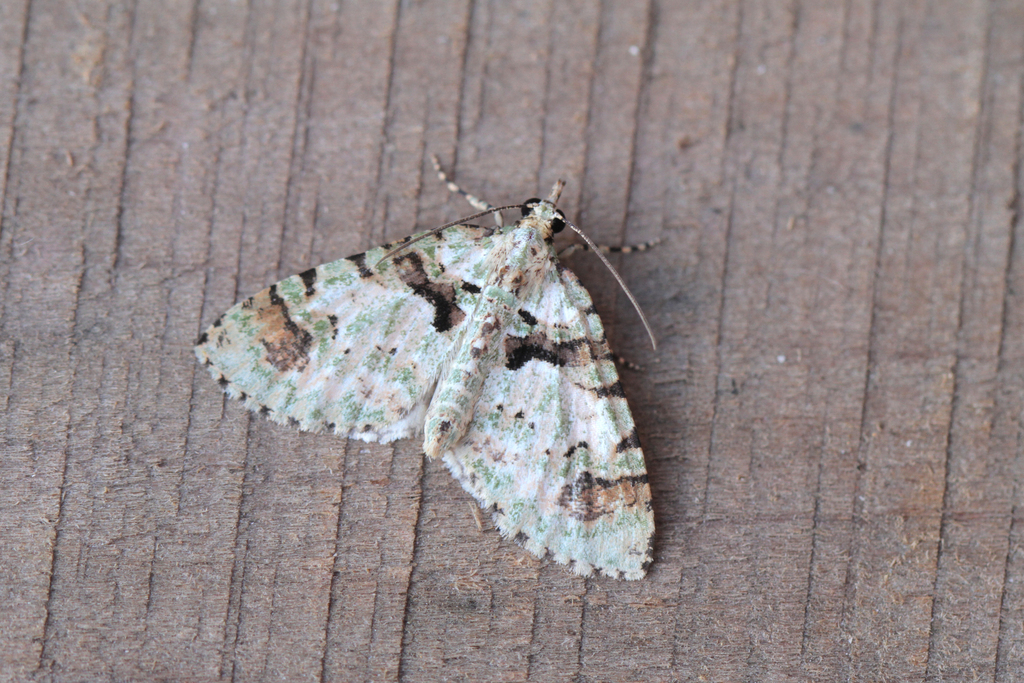 Hydriomena cachiria
