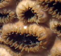 Palythoa tuberculosa