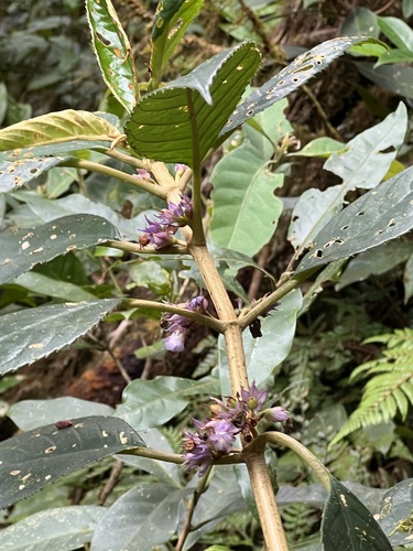 Cyrtandra cleopatrae