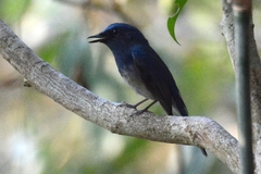Cyornis hainanus
