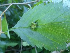 Dasineura crataegibedeguar
