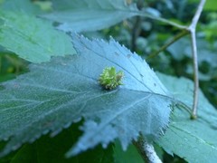 Dasineura crataegibedeguar