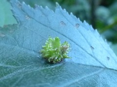 Dasineura crataegibedeguar