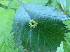 Dasineura crataegibedeguar