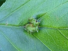 Dasineura crataegibedeguar