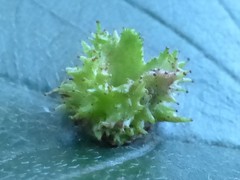 Dasineura crataegibedeguar