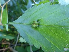 Dasineura crataegibedeguar